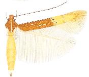 Cosmopterix carpo.jpg