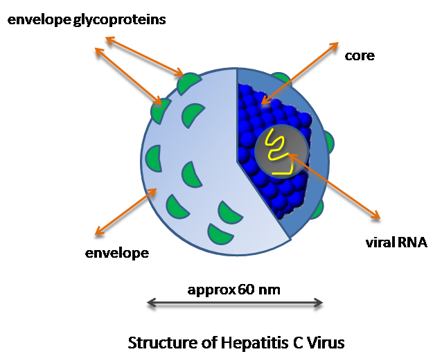 File:HCV structure.png