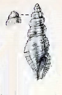 Pseudorhaphitoma scitula 001.jpg