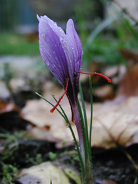 File:Saffran crocus sativus moist.jpg