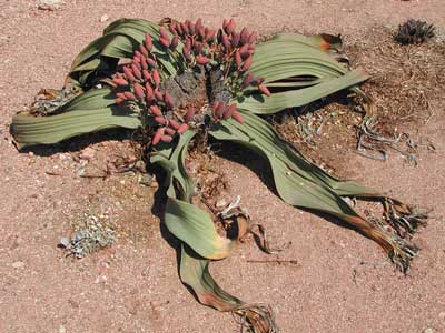 File:Welwitschia-mirabilis-female.jpg