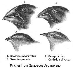 File:Darwin's finches.jpeg