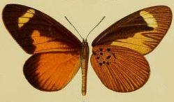 Mimacraea landbecki.JPG