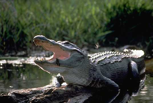 File:Alligator.jpg