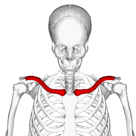 File:Clavicle - animation2.gif