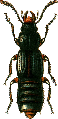 Coprophilus striatulus Jacobson.png