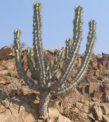 File:Euphorbia-virosa.jpg