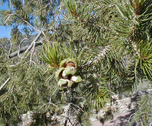 File:Pinus cembroides.jpg