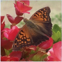 Tawny emperor dark morph.jpg