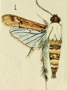 01-Melittia haematopis Fawcett, 1916.JPG