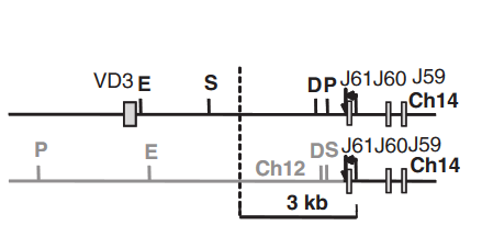 File:Chromosomal Translocation t(12;14)(q23;q11.2).PNG