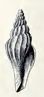 Ithycythara cymella 001.jpg