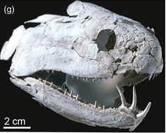 Onychodus jandemarrai holotype skull.png