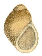 Pachydrobiella brevis shell.png