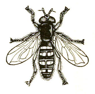 File:Syrphidae icon.jpg