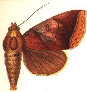 Lagoptera submira.JPG