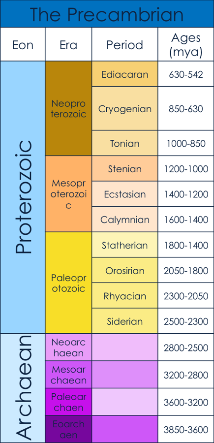 Biology:Precambrian body plans - HandWiki