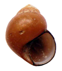 Bithynia funiculata shell.png