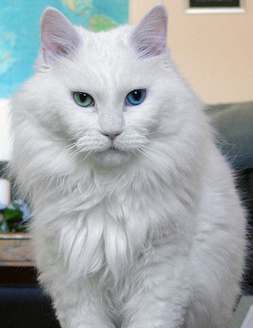 File:Deaf odd eye white cat sebastian.jpg