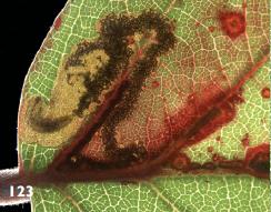 Ectoedemia erythrogenella larva.JPG