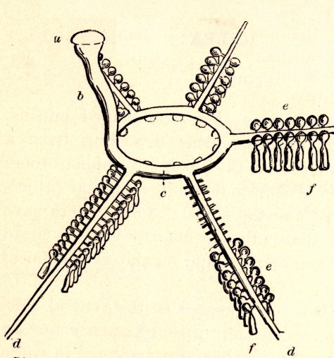 File:FMIB 52615 Diagram of water-vascular system of a starfish ;.jpeg