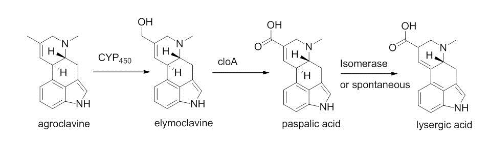 Fig4 - part 4 in biosynthesis of ergot alkaloid ergocryptine