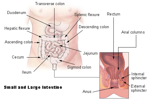 File:Illu intestine.jpg