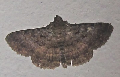 File:Polydesma umbricola (Boisduval, 1833).jpg