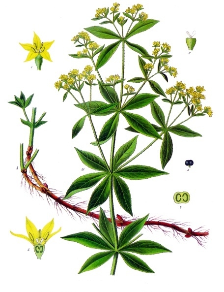 File:Rubia tinctorum - Köhler–s Medizinal-Pflanzen-123.jpg