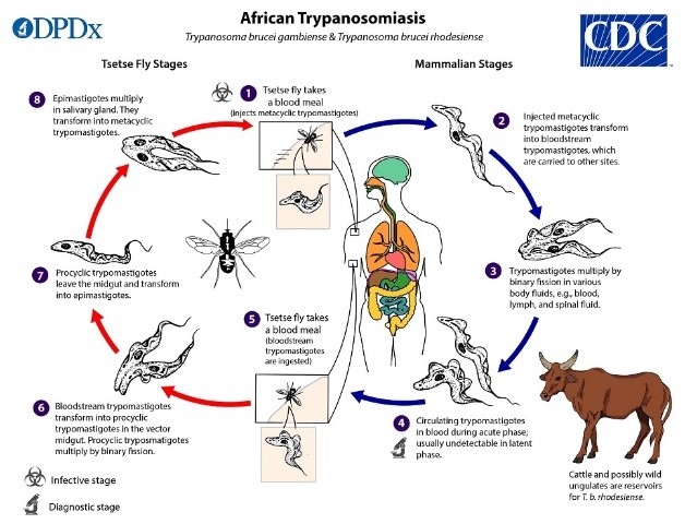 File:Zoonosis Transmission of African Trypanosomes.jpg