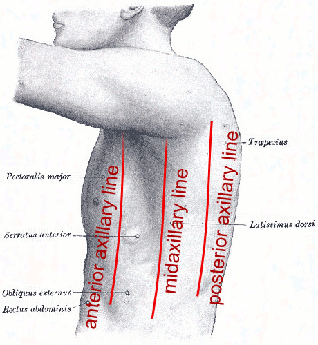 File:Axillary lines.png