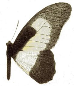 Graphium hachei moebii.JPG