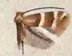 Phyllonorycter symphoricarpaeella.JPG