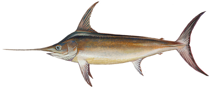 File:Swordfish (Duane Raver).png