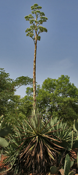 File:Caribbean Agave (Agave angustifolia) with inflorescence at Secunderabad, AP W IMG 6676.jpg