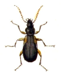 Cymindis.humeralis.-.calwer.05.11.jpg