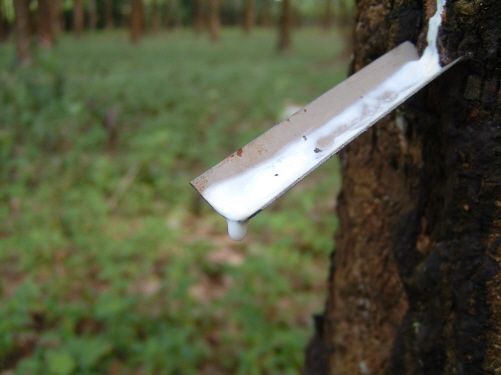 File:Latex being collected from a tapped rubber tree.jpg