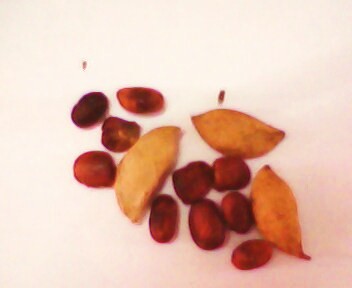 File:Millettia pinnata seed and pods.jpg