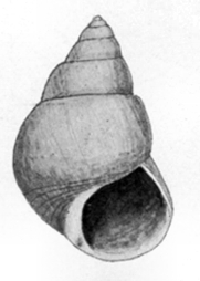 Phasianotrochus hirasei 001.jpg