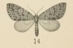 Aurevilius, 1910. Pl.2-14-Sauris africana=Episteira africana (Aurivillius 1910).JPG