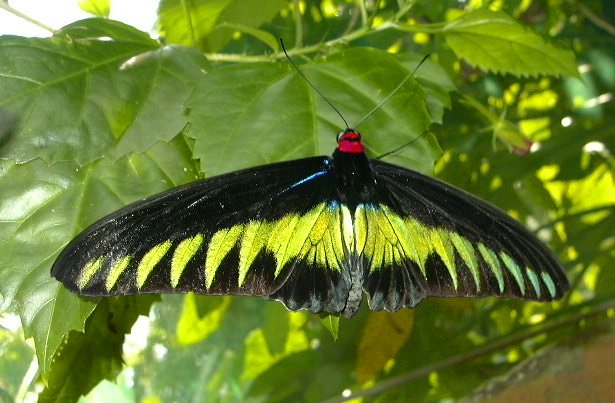 File:Black and yellow butterfly KL.jpg