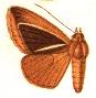 Euclidisema alcyona.JPG