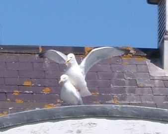 File:Mating seagulls.jpg