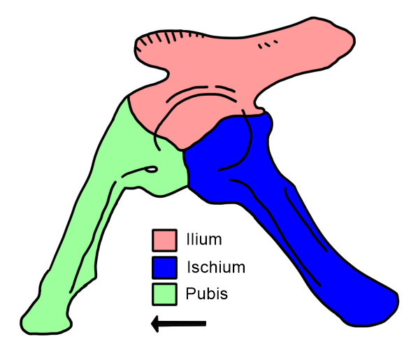File:Prestosuchus hip diagram.png