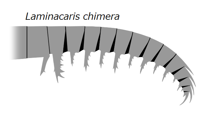 File:20191221 Radiodonta frontal appendage Laminacaris chimera.png