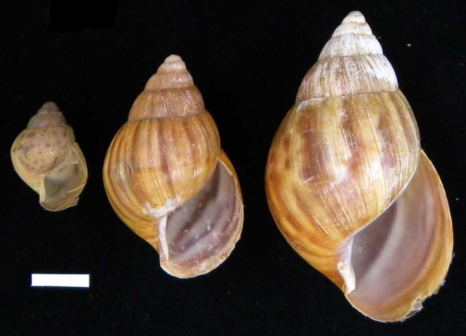 File:Achatina fulica shell 6.png