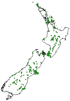 Distribution of Phaulacridium marginale in New Zealand.jpg