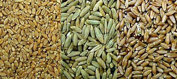 Grains of wheat, rye, triticale. Triticale is significantly larger than wheat.