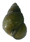 Bellamya aeruginosa shell.png