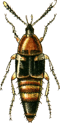 Boletobius lunulatus Jacobson.png